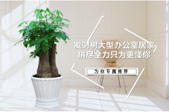 辦公室綠植租擺租賃的風(fēng)水常識(shí)